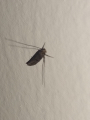 Tineidae