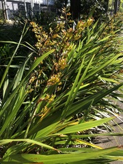 Phormium colensoi