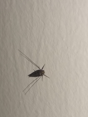 Tineidae