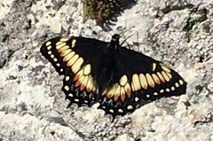 Papilio hellanichus