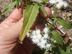 Ageratina paupercula