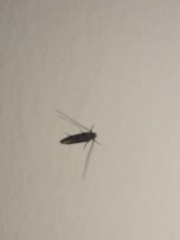 Tineidae