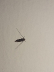 Tineidae