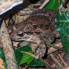 Discoglossus galganoi