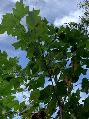 Liriodendron tulipifera