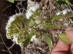 Ageratina paupercula