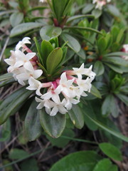Daphne glomerata