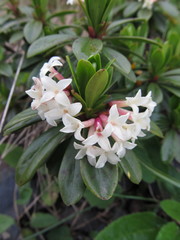 Daphne glomerata