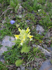 Pedicularis condensata