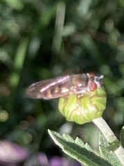 Platycheirus trichopus
