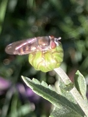 Platycheirus trichopus