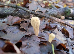 Clavariadelphus americanus