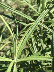 Grazielia serrata