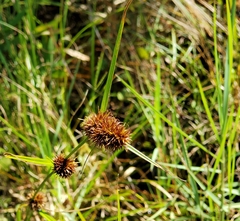 Rhynchospora cephalantha