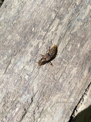 Platydracus maculosus