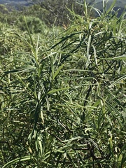 Grazielia serrata