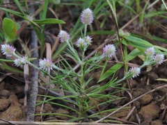 Trichuriella monsoniae