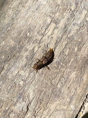 Platydracus maculosus