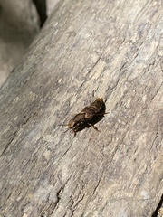 Platydracus maculosus