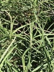 Grazielia serrata