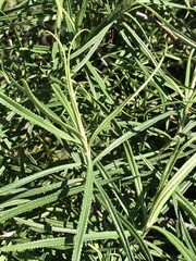 Grazielia serrata