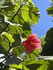 Thespesia grandiflora
