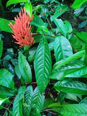 Ixora coccinea coccinea