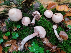 Agaricus langei