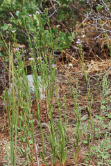 Symphyotrichum bracteolatum