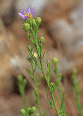 Symphyotrichum bracteolatum
