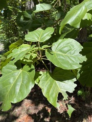 Thespesia grandiflora