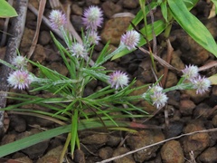 Trichuriella monsoniae
