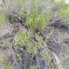 Helichrysum hamulosum