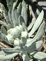 Senecio ostenii