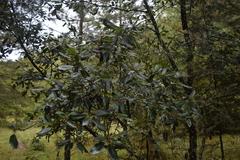 Cercocarpus macrophyllus