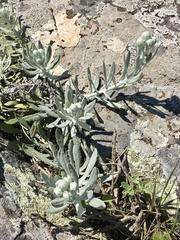 Senecio ostenii