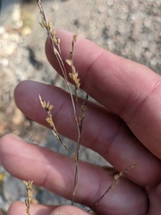Bufonia parviflora
