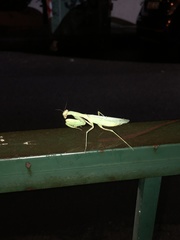 Hierodula transcaucasica