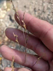 Bufonia parviflora