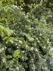 Jasminum multiflorum
