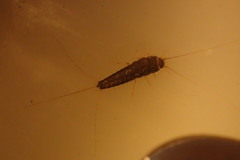 Ctenolepisma longicaudatum