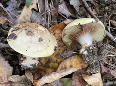 Calonarius olearioides