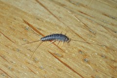 Ctenolepisma longicaudatum