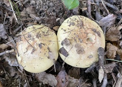 Calonarius olearioides