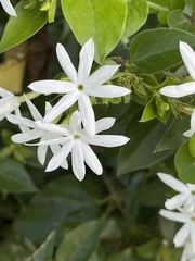 Jasminum multiflorum
