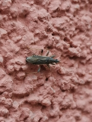 Himacerus major