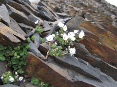 Veronica telephiifolia glareosa