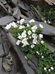 Veronica telephiifolia glareosa