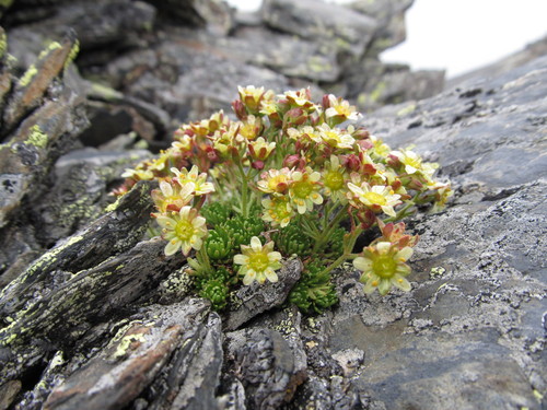 lomikameň pižmový (Saxifraga moschata)