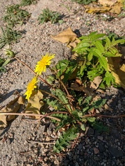 Taraxacum hybernum